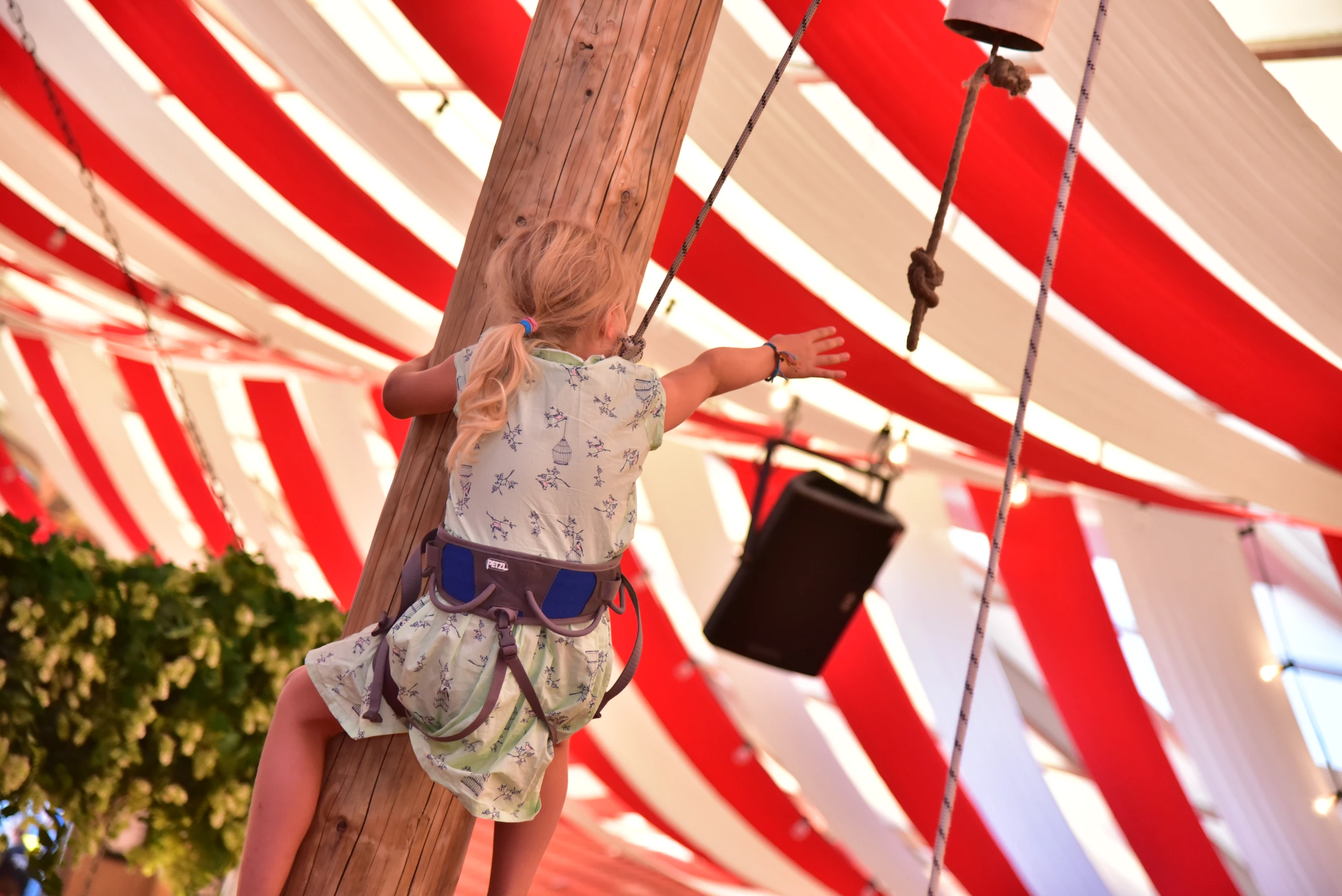Blondes Mädchen mit Klettergurt erklimmt Maibaum im Hahn Zelt unter rot-weißem Zeltdach